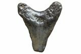 Bargain, Megalodon Tooth - North Carolina #152881-1